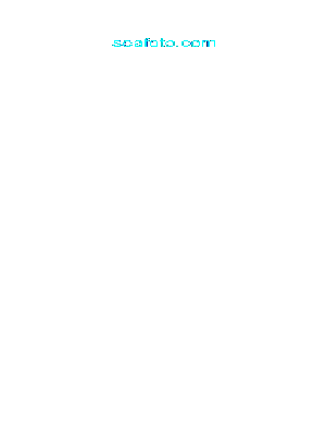 ERNESTINA
