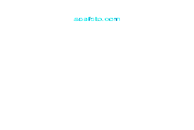 GAZELA